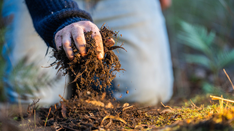 hand holding soil organic matter