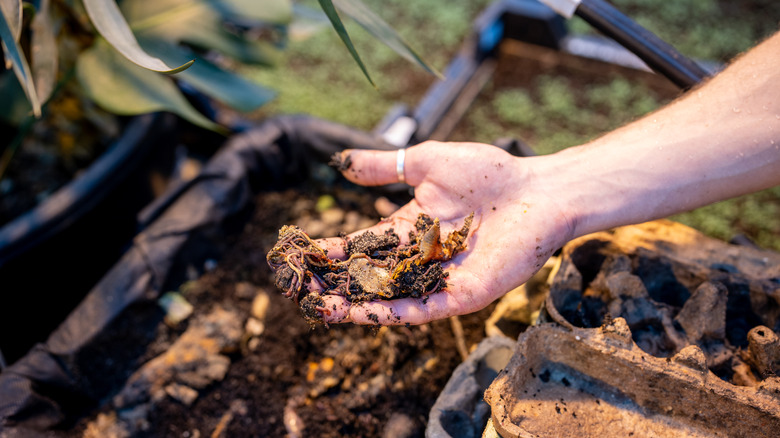 hand applying compost to soil