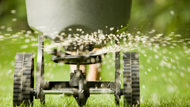 Person fertilizing lawn