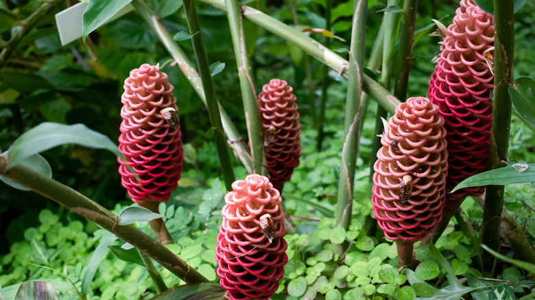 Awapuhi shampoo ginger flower