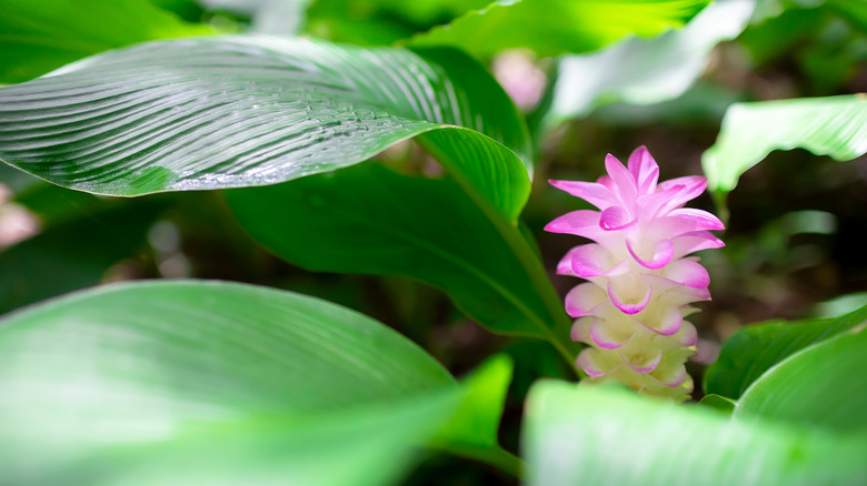 Curcuma flower from turmeric