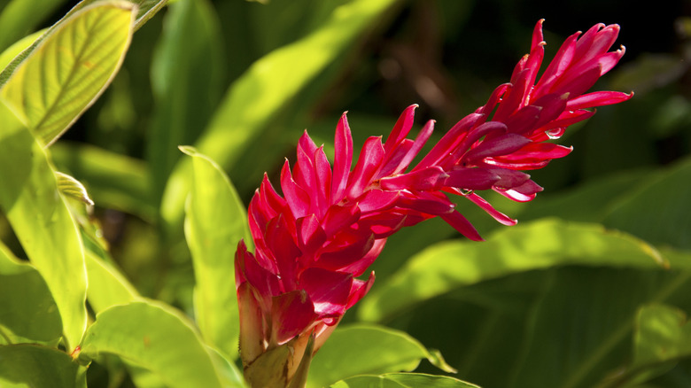 Flowering red ginger plant