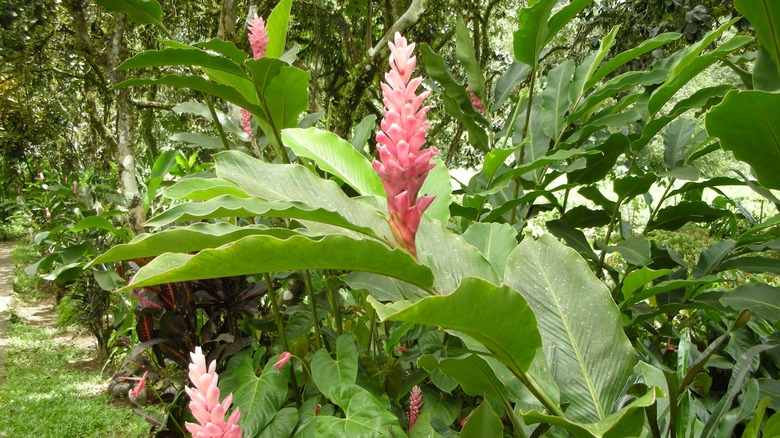 Pink cone ginger flowers