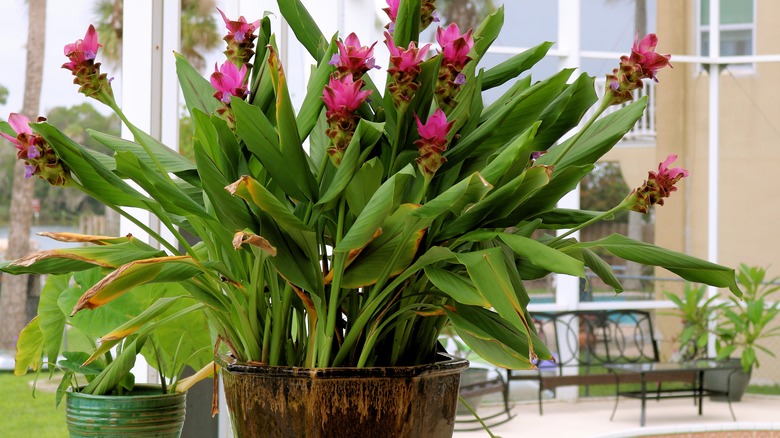 Curcuma flowers in a vase