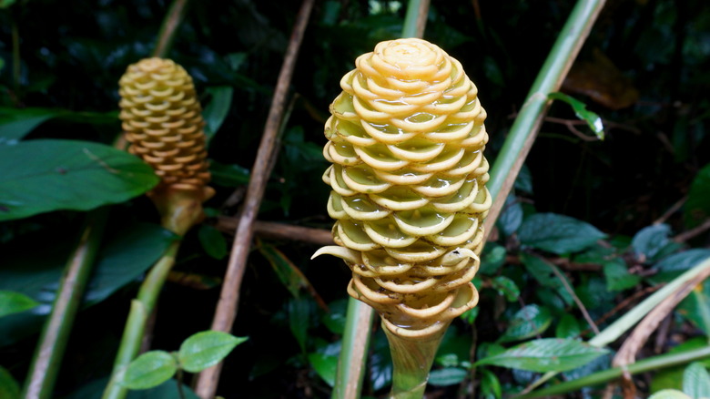 Yellow beehive ginger flowers