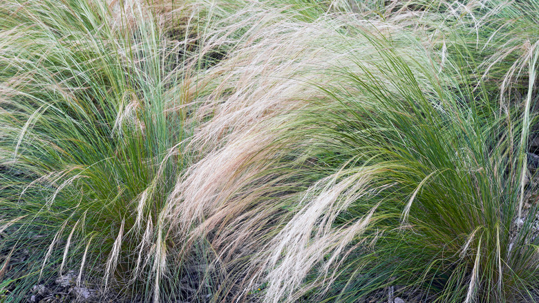 mounds of mexican feathergrass