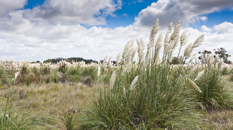 pampas grass in a field