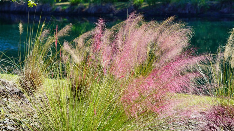 pink muhly grass