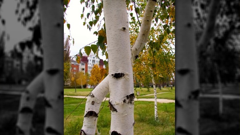 Two young birch trees showing the distinctive white trunks