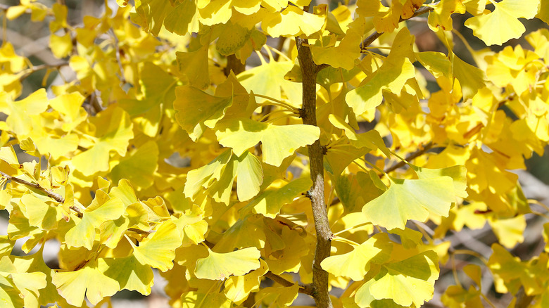 A gingko biloba tree exhibiting its glorious fall color