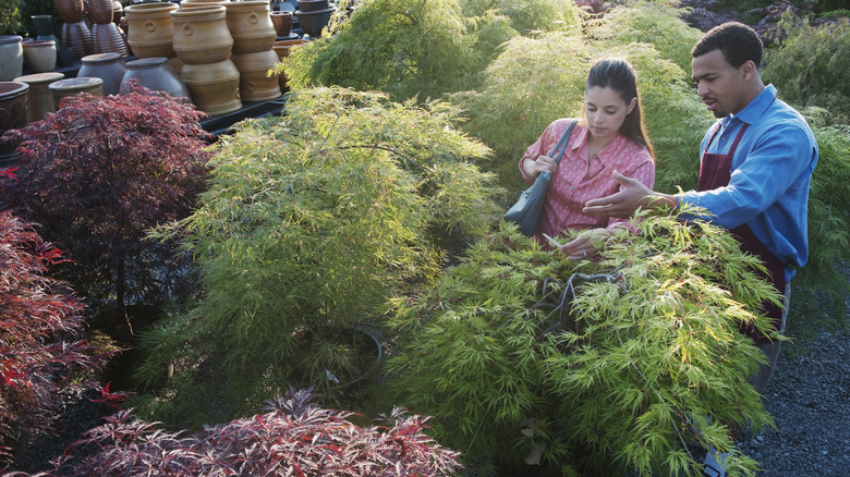 A woman looking at trees for sale in a garden center with the help of a staff member