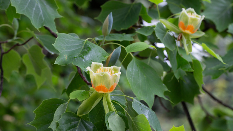 Closeup of the flowers on a tulip poplar tree