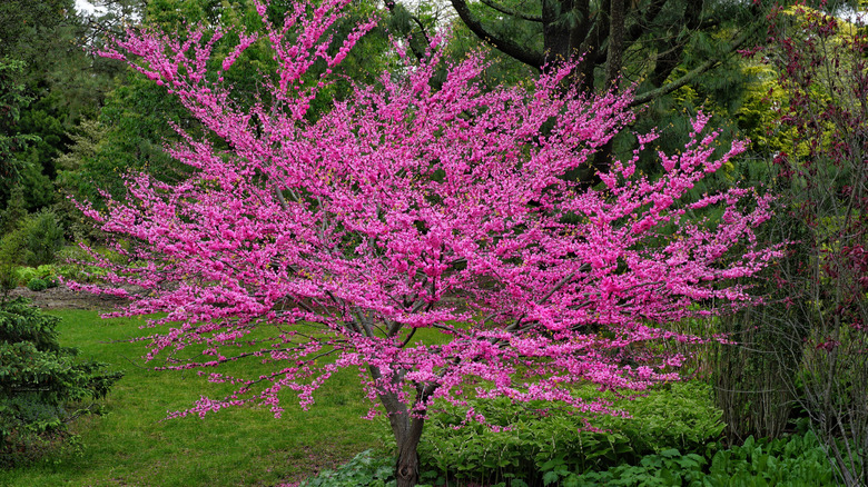 An Eastern Redbud in full bloom