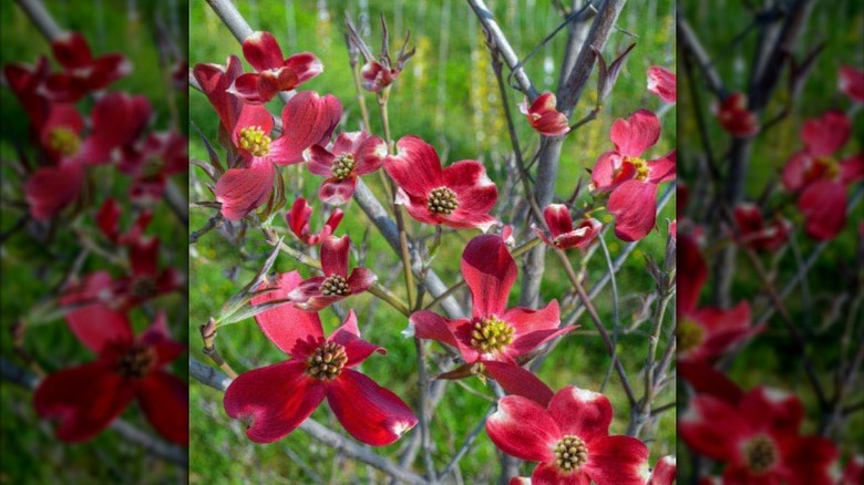 A closeup of the deep red bracts of the Ragin' Red Flowering Dogwood