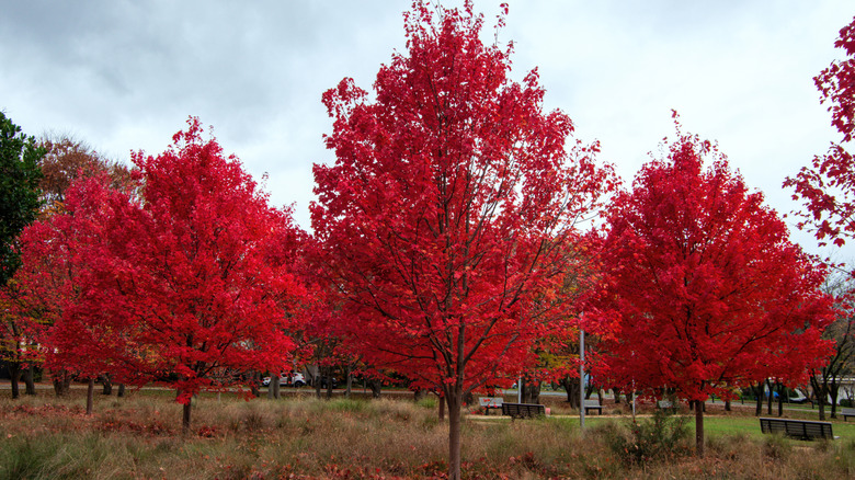 A group of red maple trees in a park