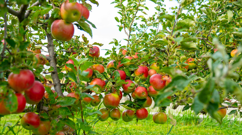 A bumper crop of apples on dwarf apple trees in an orchard