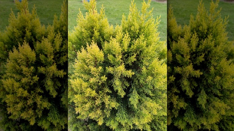 Closeup of a golden false cypress