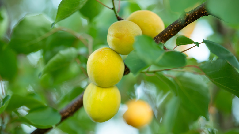 Closeup of apricots on a tree