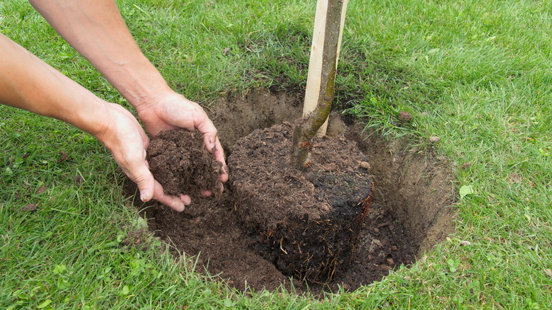 Planting a tree in hole