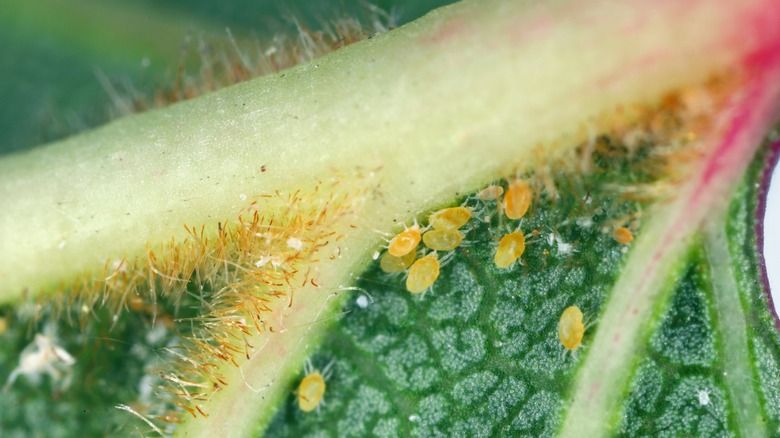 Close up of spider mites