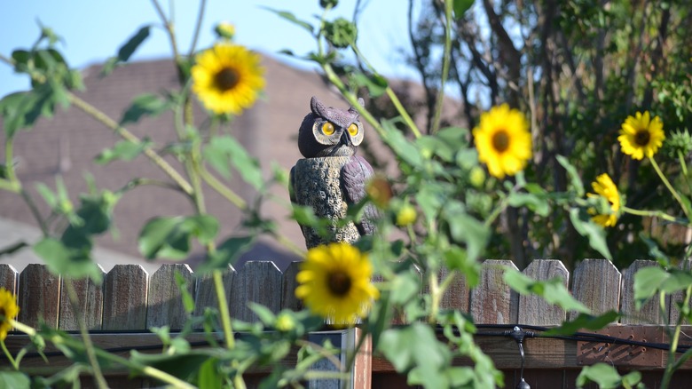 Decoy owl among sunflowers