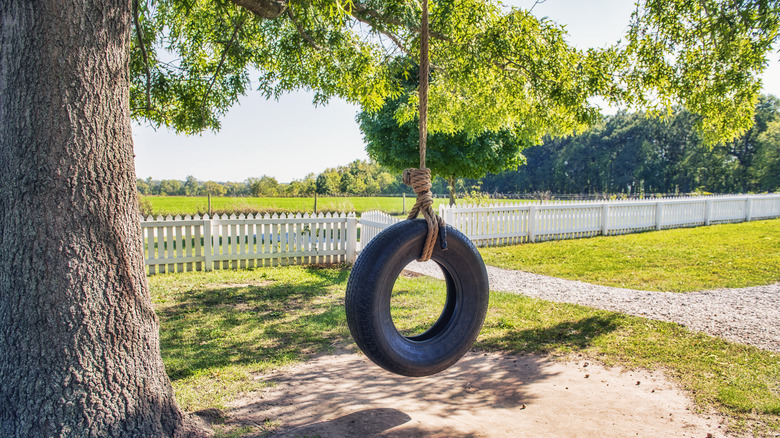 Tire swing on a tree 