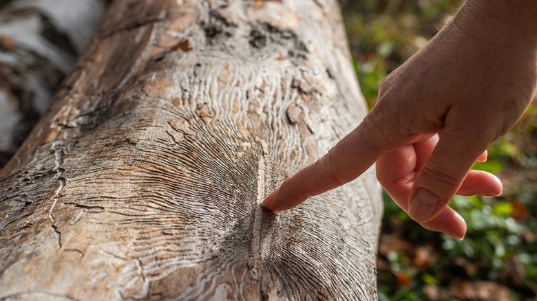 pointing tree with damaged bark