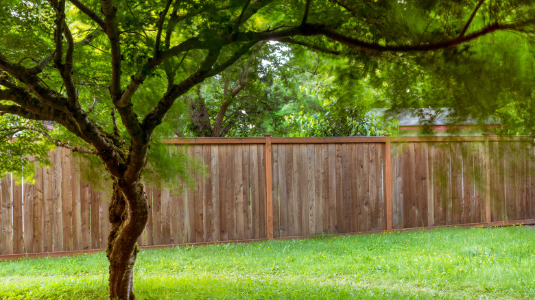 Signs of bugs killing tree