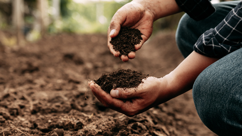 Person checking soil health