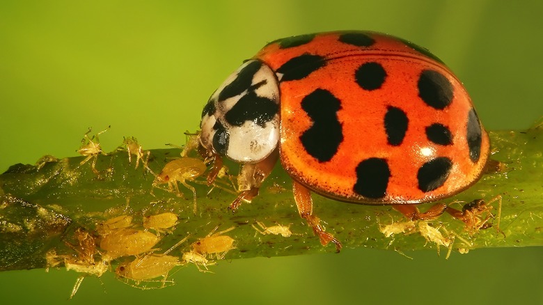 ladybug attacking insects