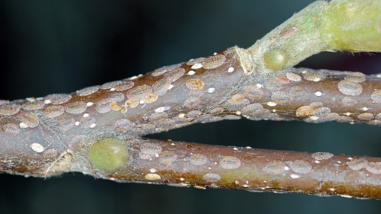 scale insects on a branch