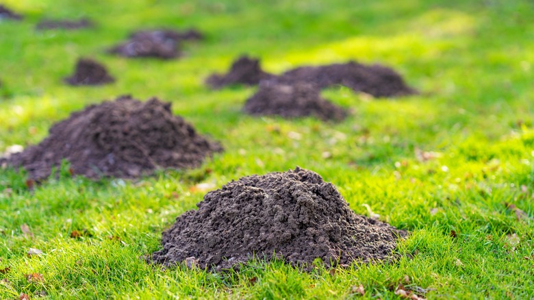 lawn with mole holes 