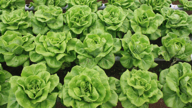 green Buttercrunch lettuce heads
