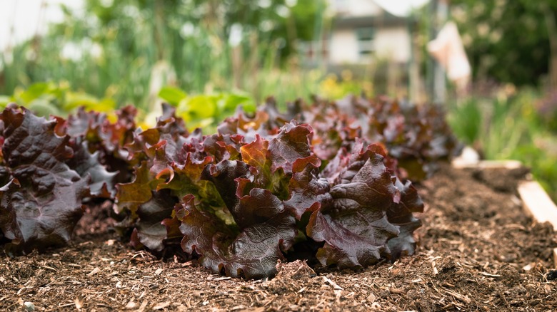 dark red Cimarron lettuce in garden