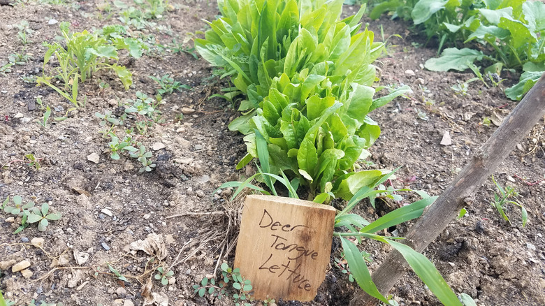 green Deer Tongue lettuce with sign