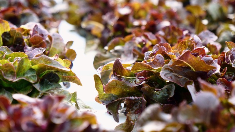 Red Oak lettuce leaves
