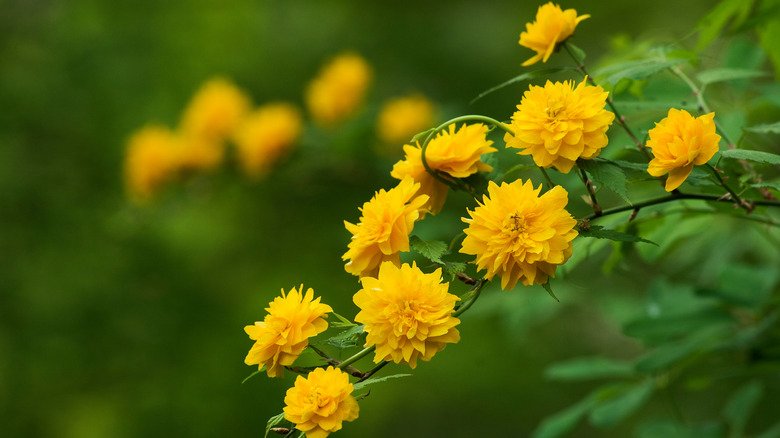 Kerria japonica shrub