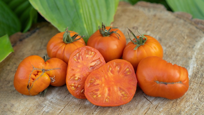 Amana Orange tomatoes