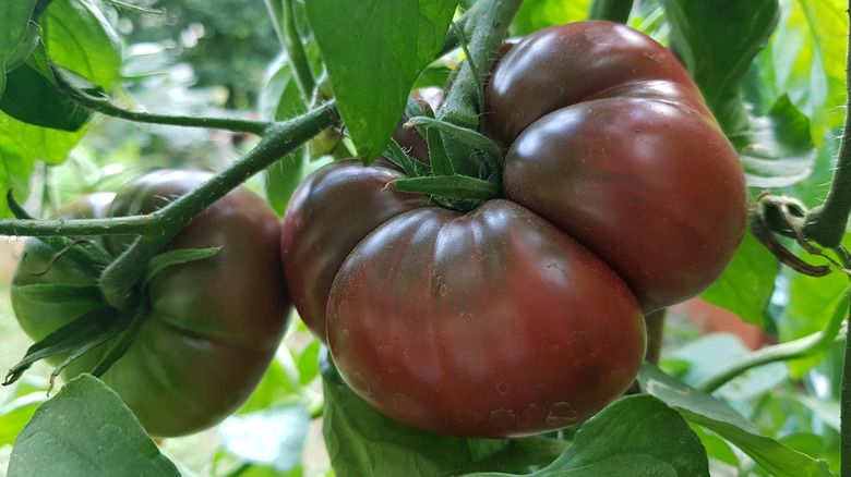 Black krim tomatoes