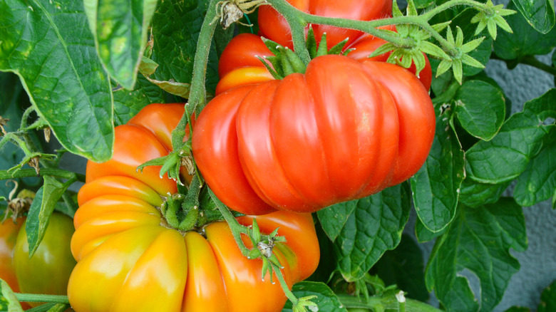 Brandywine tomatoes