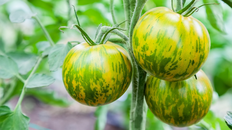 Green Zebra tomatoes