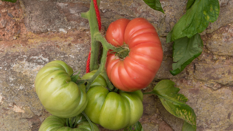 Mortgage Lifter tomato