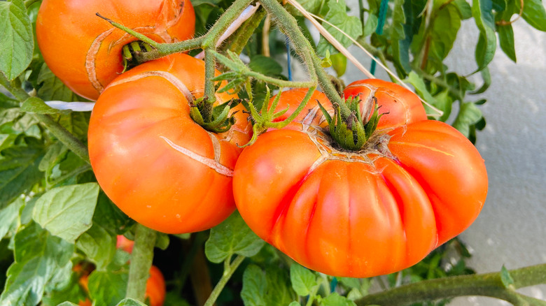 Pineapple tomatoes