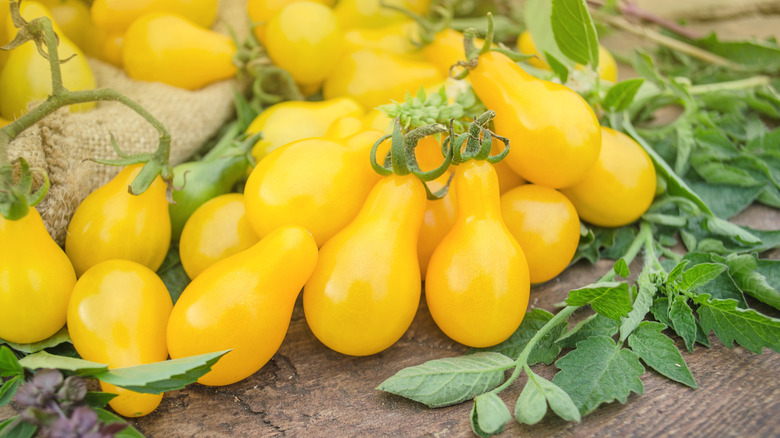 Yellow Pear tomatoes