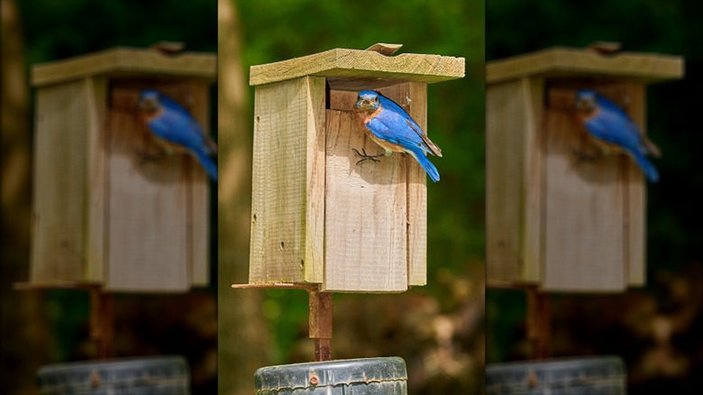 Bluebird standing at a bluebird box.