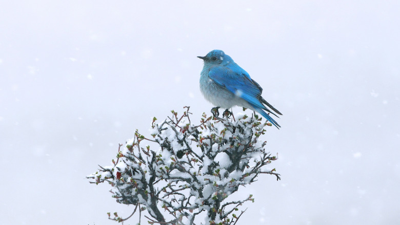 This bluebird sits on top of a tree.