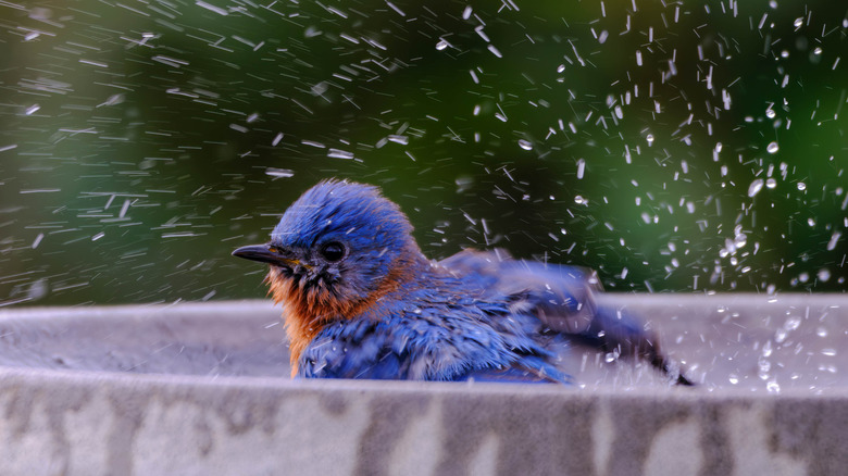 Bluebird sitting in a bird bath.