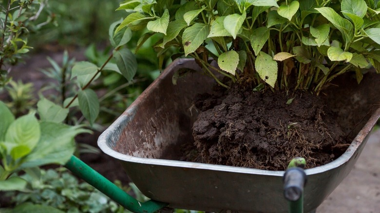 wheelbarrow with uprooted hydrangea