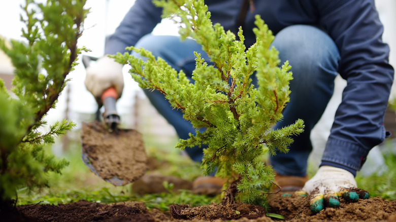 gardener planting juniper shrub