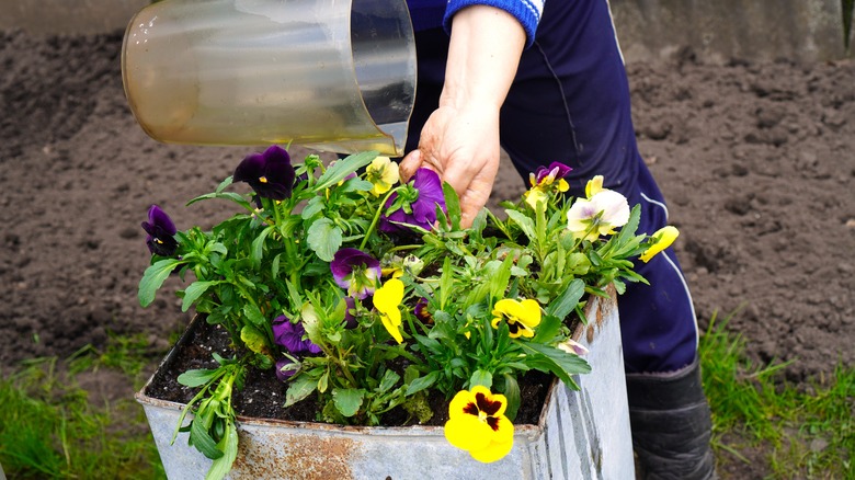 Person watering flowers with pitcher